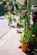 'Siembras Urbanas"