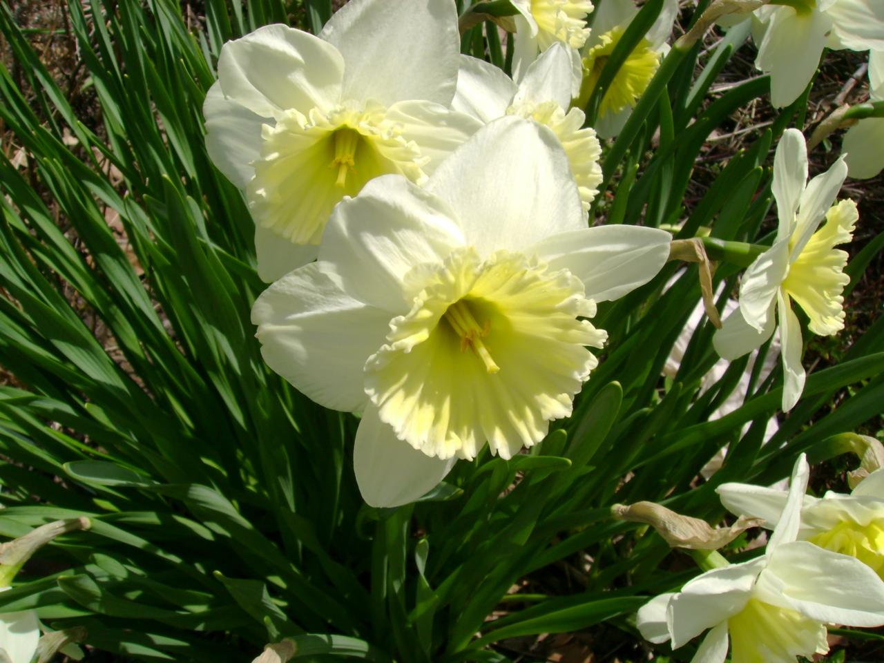 Plant Zone Daffodil BONANZA!