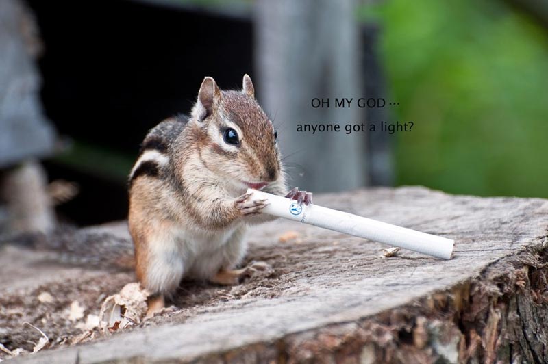 [squirel.jpg]