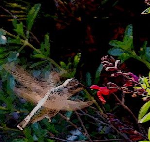 [hummingbird+whirl.jpg]