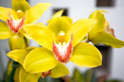 Orchid Plants Orchids Pictures Of Diffe Types Flowers A Yellow Orchid