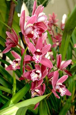 Orchid Plants Diffe Types Of Orchids See The Pictures There Are Diffe Types Of Orchids