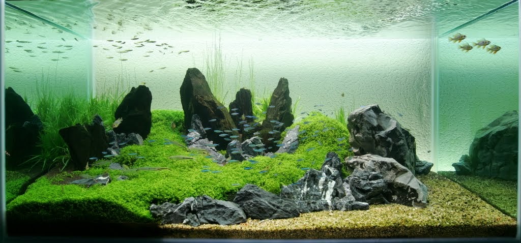 Aquarium Carpet Plants No Co2 Low Light Carpet Plants
