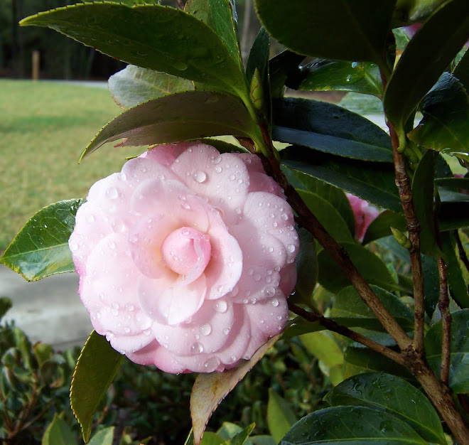 Nan's Pink Camelia 2010