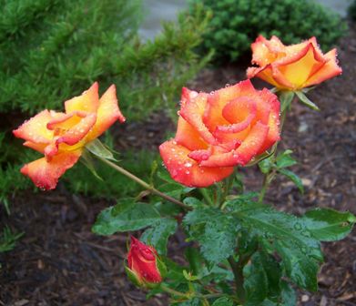 orange roses in my courtyard