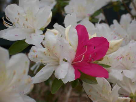 white azalea with a streak of pink