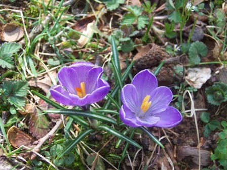 Crocus