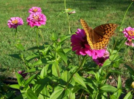 Great Spangled Fritillary on zinnia
