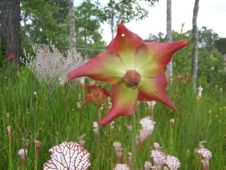 pitcher plant flower
