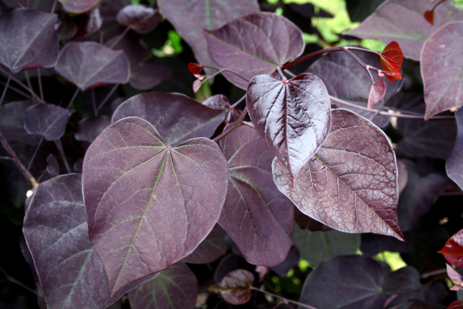 Plant Preview: Brilliant Tree Leaf Color