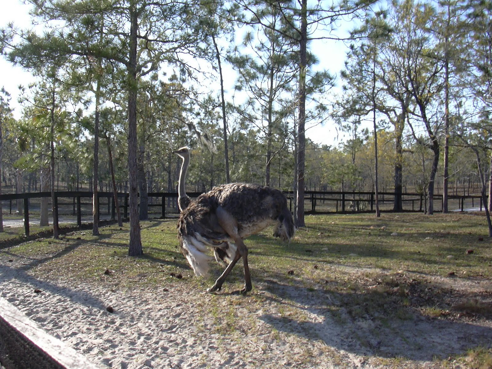 The Blue Whale and Other Travel Tales Zolfo Springs Pioneer Park Days