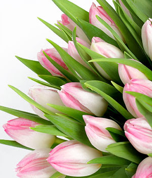 Flowers In Manyphotos Pink Tulips Bouquet Flowers Pink Tulips Bouquet
