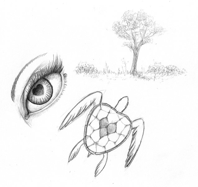 eye-tree-turtle.jpg