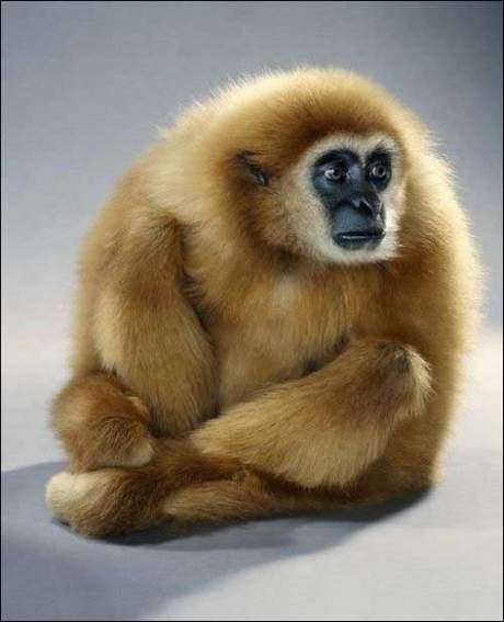[monkey-pictures-6.jpg]
