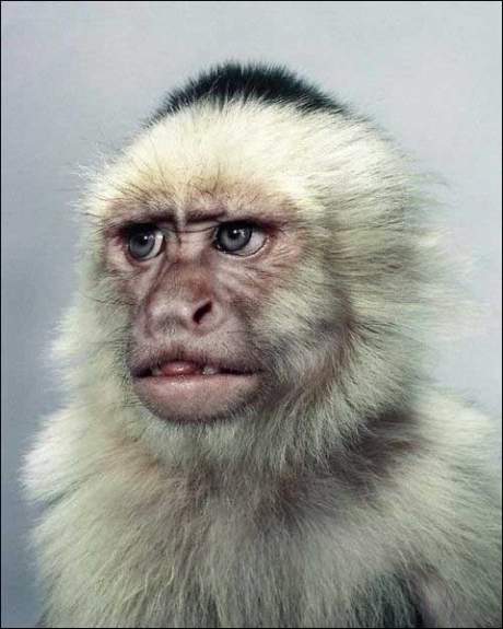 [monkey-pictures-4.jpg]