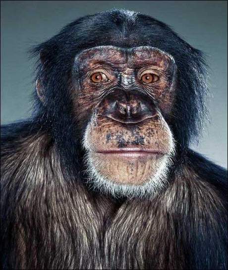 [monkey-pictures-2.jpg]