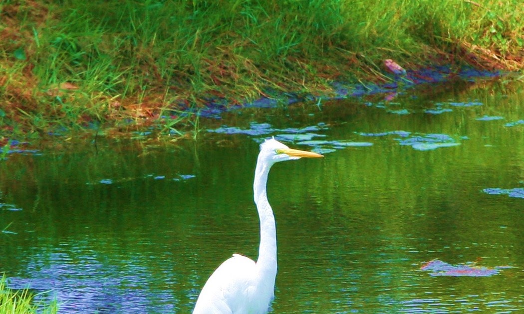 Destin Golf Courses: Seascape Golf Course 850 654 7888
