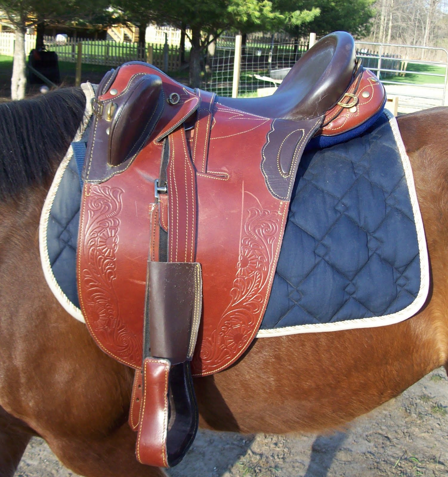 The Oakland Press Blogs Horse Sense No Worries, Mate! Review of the Illustrious Aussie Saddle