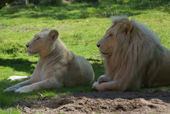 TIMBA & NYALA LES LIONS BLANCS