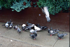 park slope pigeons