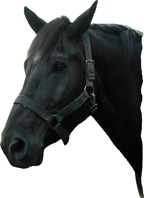 black horses face/head images photos pictures collections