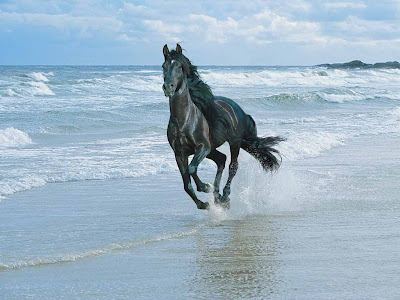 black horses pictures running horses onthe beach photos pictures<br />