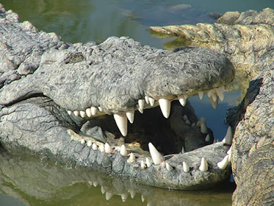 Australia Crocodiles pictures/photos teeth collections