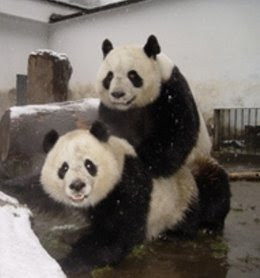 pandas mating pictures/ in china photos
