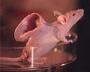 Rats with human ears/Rats of tobruk/Rats sinking ship