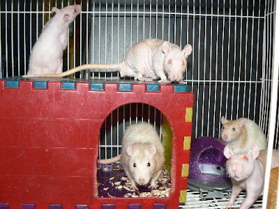 pet rats/Rats as pets pictures/video pics