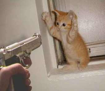 cute cats with gun wallpapers/pictures/photos gallery