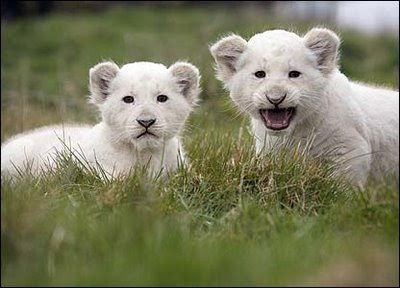 cute white lions cubs images pics gallery