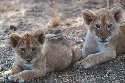 cute african Lions cubs photos/wallpapers