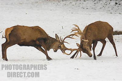 photographs of Deers fighting in the snow  pictures gallery