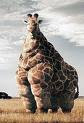 giraffe cartoon-wierd fat giraffe-giraffe with short neck photo gallery 