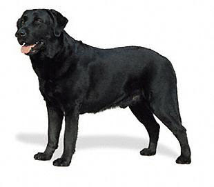 labrador retriever black puppy/puppies/pup pictures
