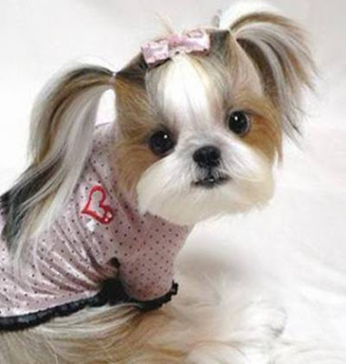 puppys cute puppies images video pics