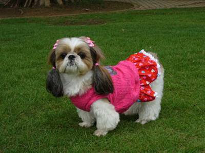 puppy pictures/puppy latest dresses with cute hair cuts
