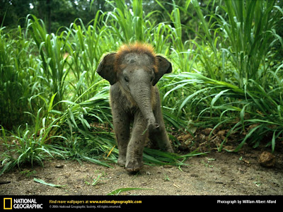 cute baby elephants video pictures-wallpapers