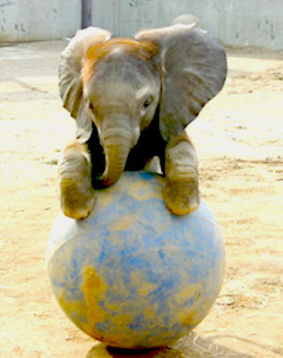 playing baby elephants pictures