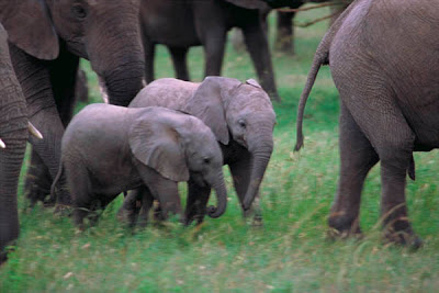 African baby Elephants wallpapers