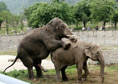Elephants-elephants mating pictures