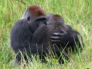 Animals face to face Gorillas mating