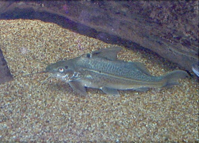 pictures of Pimelodus Catfish-catfish details