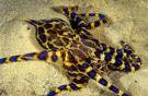 Blue Ringed Octopus - Barwon Bluff octopuses