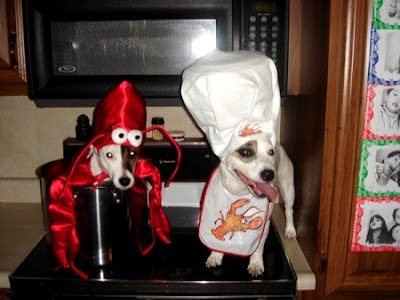 funny chef dog wallpapers pictures