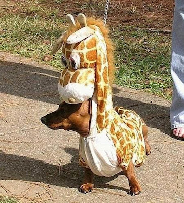 funny dog with giraffe dress pictures