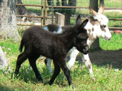 Wild life of Donkey white babies free downloading photos
