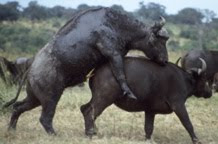 photographs of African buffalos mating