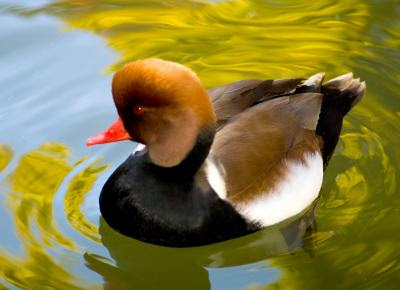 wallpapers of Red crested Duck (Drake) in water